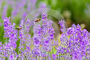 Bee at lavender blossom