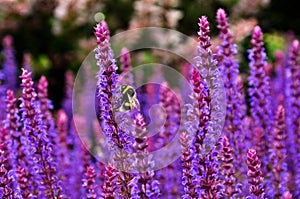 Bee on lavender detail