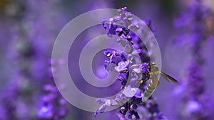 Bee on lavender flower