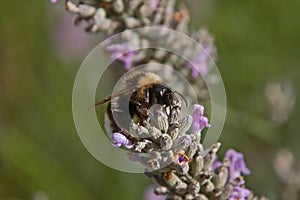 Bee on a lavender flower