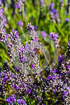 Bee on lavender flower