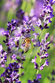 Bee on a Lavender flower