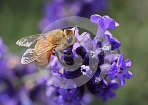 Bee on Lavender Flower