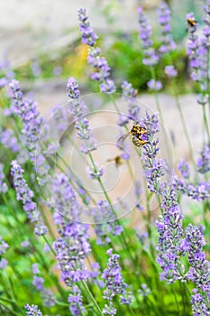 bee on lavender flower