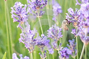 Bee on lavender flower