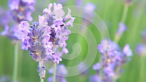 Bee on lavender flower