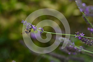 Bee on a lavender flower in closeup on a blurred background