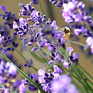 Bee on a lavender flower closeup