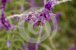 Bee on lavender flower photo