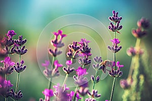 Bee on a Lavender flower in the field