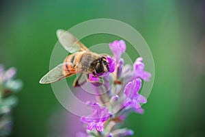 Bee on lavender flower in the field