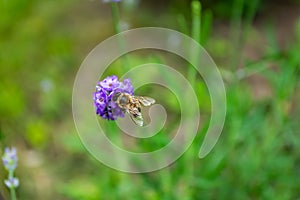 Bee on a lavender flower in the garden on a green blurred background. Pollination. Top view