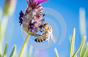 Bee on lavender flower