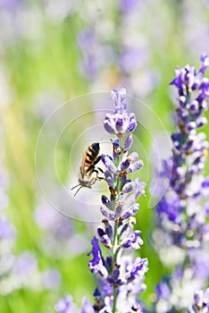 Bee on lavender flower