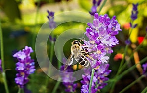 Bee on lavender flower. Slovakia