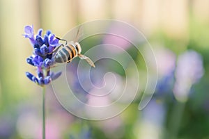 Bee on a lavender flower with a soft pastel colour background