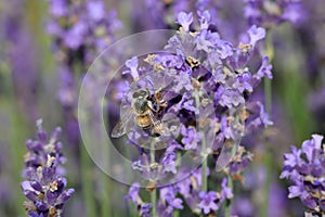 Bee on the lavender flowers to suck out the sweet nectar in summ photo