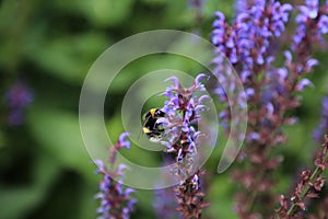 Bee on Lavender