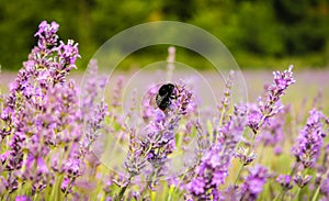 Bee on Lavender, Mayfield Lavender Farm, UK