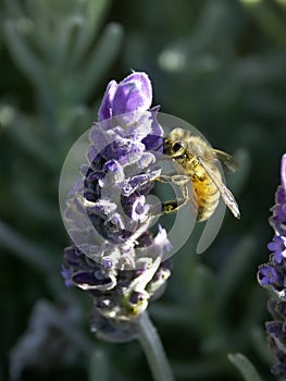 Bee on Lavender No. 3