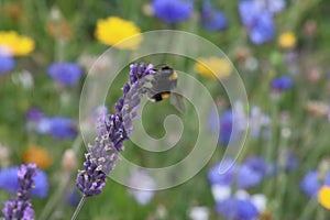 Bee on a lavender stem