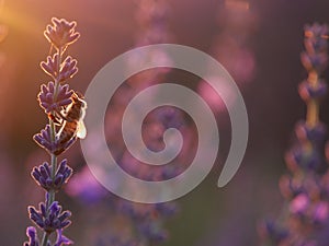Bee on lavender in the sunset