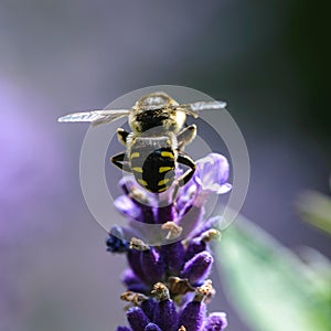 Bee