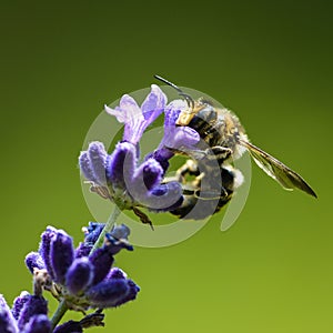 Bee