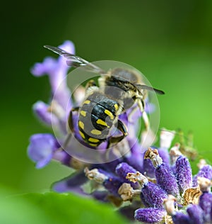 Bee