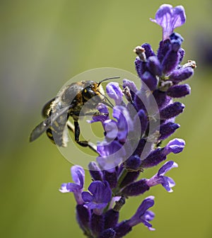 Bee