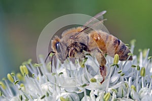 Bee on leek flower