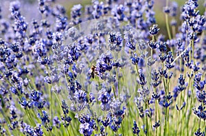 Bee on levander flower