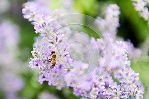 Bee on levander flower