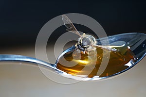 Bee licking spoon on honey and sticking