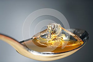 Bee licking spoon on honey and sticking