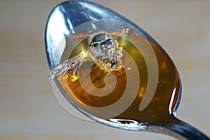 Bee licking spoon on honey and sticking