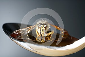 Bee licking spoon on honey and sticking