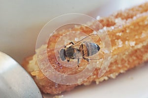 Bee licking Sugar from a churro photo