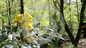 Bee lifting off a Yellow Blossom swinging in the wind. The Mahonia aquifolium, the Oregon grape, on a sunny spring day in a park i