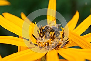 Bee on ligularia