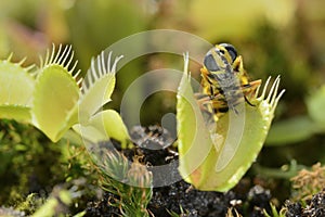 Bee-like fly insect approaching and being captured by Venus fly trap carnivorous plant photo