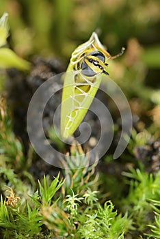 Bee-like fly insect approaching and being captured by Venus fly trap carnivorous plant photo