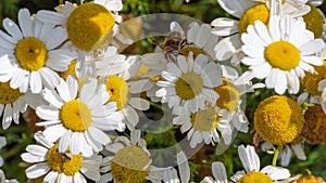 A bee-like syrphid fly perched on white chamomile flowers on a summer day. White wildflowers. Pollination of plants by insects.