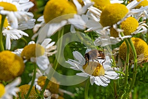 A bee-like syrphid fly perched on white chamomile flowers on a summer day. White wildflowers. Pollination of plants by insects.