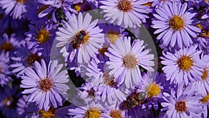 Bee on lilac asters in sunny weather