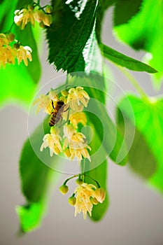 Bee on a lime tree