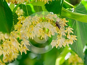 Bee between linden flowers and abundance of foliage leaves. Lime tree or tilia tree in blossom. Summer nature background