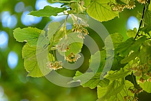 Bee and linden tree flowers