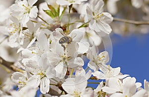 Bee with little bag, sammel nectar in a blossom, from Japanese cherry tree