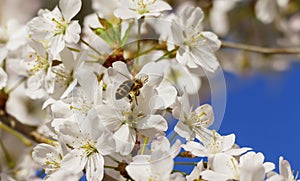 Bee with little bag, sammel nectar in a blossom, from Japanese cherry tree